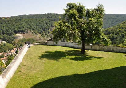 Reduced grassy area of the northern terrace with weeping ash