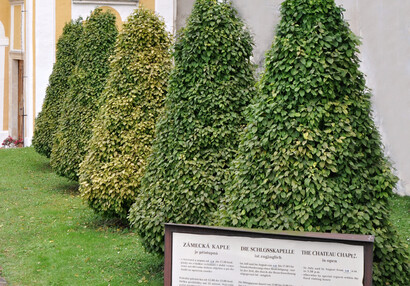 SäulenartigeWeißbuchen oberhalb des Weges zur Kapelle 