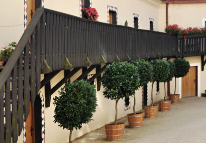 Silver linden in the first courtyard