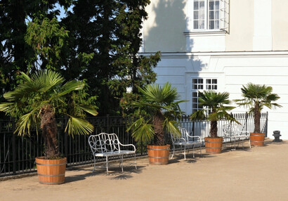 Hemp palms with benches along the railings of the court of honour
