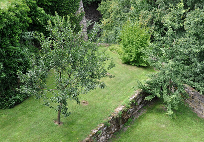 Althann damsons, dogwood and gingko in the inner part of the barbican